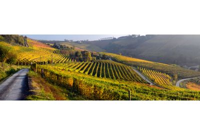 Alles over Italiaanse wijnen