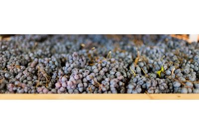 Druiven op een droogmat voor Amarone