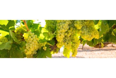 De bekendste witte wijnen