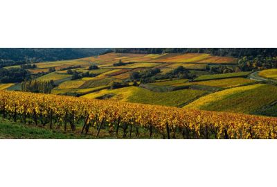 Bourgogne wijn