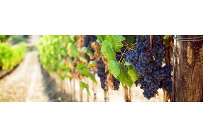 De bekendste Italiaanse druivenrassen