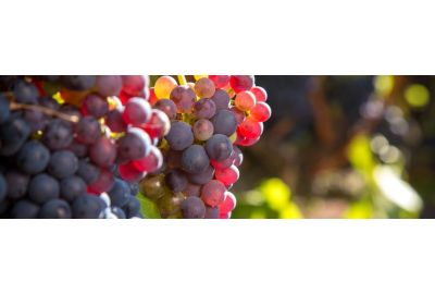 Populairste druivenrassen