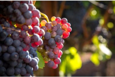 Populairste druivenrassen