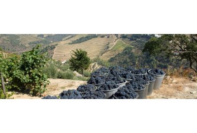 Wijnland Portugal: Portugese wijnen