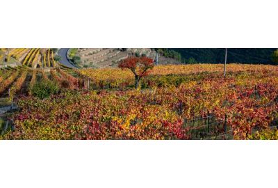 Tawny port wijngaard