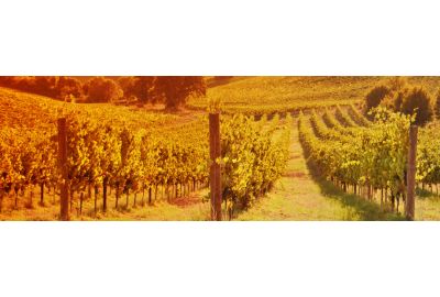 de-belangrijkste-wijnlanden-en-wijnstreken