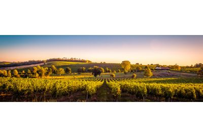 de-populairste-wijnstreken-van-frankrijk