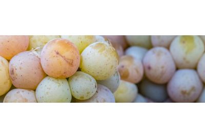 in-the-spotlights-gewurztraminer