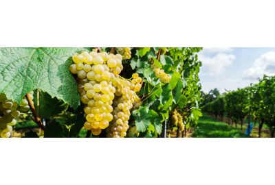 in-the-spotlights-muscat