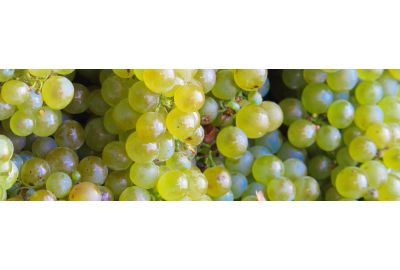 in-the-spotlights-pinot-blanc