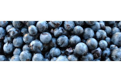 in-the-spotlights-pinot-noir