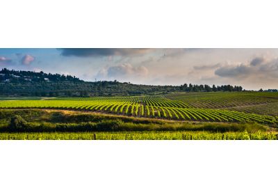 in-the-spotlights-wijnland-israel