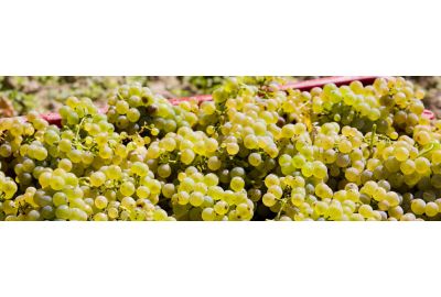 in-the-spotlights-riesling