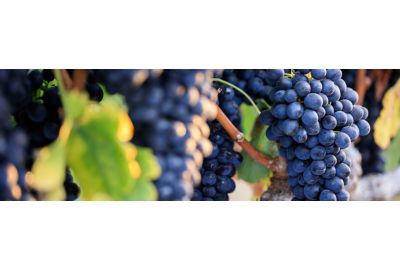 in-the-spotlights-syrah