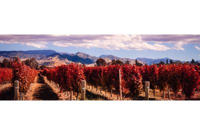 in-the-spotlights-wijnland-nieuw-zeeland