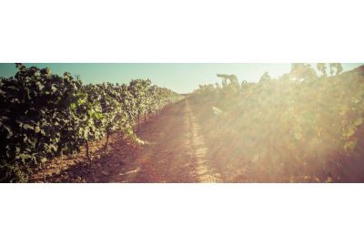 in-the-spotlights-wijnland-spanje