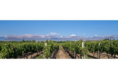 in-the-spotlights-wijnstreek-mendoza