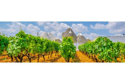 in-the-spotlights-wijnstreek-puglia