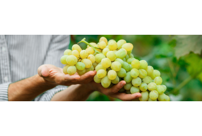 Is Chardonnay een zoete of droge witte wijn?