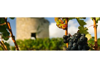 wijn-terug-naar-het-begin